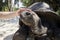 Close-up view of human hand stroking Aldabra giant tortoise