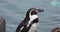Close up view of a Humboldt penguin