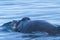 Close up View of a Humpback Whale Head and Blowhole