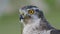 Close up view of a hybrid falcon turning his head
