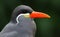 Close-up view of an Inca Tern