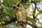 Close up view of a indian scops owl or Otus bakkamoena perched on the branch of a tree in a natural setting in keoladeo bharatpur