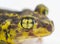 Close up view of interesting and amazing eye of an eastern spadefoot toad or frog - Scaphiopus holbrookii - yellow irregular