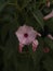 Close-up view of the Ipomoea carnea flower. Kangkung pagar or Ipomoea carnea