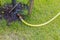 Close up view of irrigation hose on green grass lawn watering fruit tree.