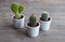 Close up view of isolated three small cactus