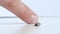 Close up view of isolated tick on a white background and human finger. Detail single big fat rounded tick crawling on white table.