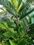 Close up view of jackfruit plant