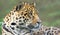 Close-up view of a Jaguar (Panthera onca)