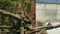 Close-up view of a Jaguar, Panthera onca, in zoo. Wildlife animal