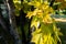 Close-up view of japanese yellow maple leaves in Koko-en Garden in Himeji, Japan