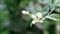 A close up view of  Jasmine taxonomic name Jasminum /ËˆjÃ¦smÉªnÉ™m/ YASS-min-É™m wine with flowers