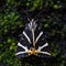 Close-up view Jersey tiger euplagia quadripunctaria