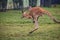 Close up view of jumping brown kangaroo at Lone Koala Sanctuary, Brisbane