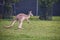 Close up view of jumping kangaroo at Lone Koala Sanctuary, Brisbane