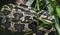 Close-up view of a Jungle Carpet Python