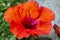 Close-up view of a just blossomed  beautiful red hibiscus flower