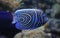 Close-up view of a juvenile Emperor angelfish