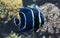 Close-up view of a juvenile French angelfish