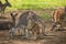 Close up view of kangaroo family in sunny summer day at Lone Koala Sanctuary