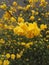 Close-up view of Kerria japonica, also known as the Japanese marigold bush