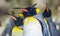 Close-up view of a King penguin