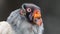 Close-up view of a King vulture