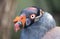 Close-up view King vulture Sarcoramphus papa, selective focus