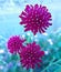 close up view of knautia macedonia flower in the garden