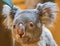 Close-up view of a koala
