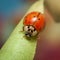 Close up view of ladybird on the plant leaf