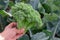 Close up view of large broccoli plant in young woman hands on bright summer sunlight.