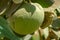 Close-up view of the large gas-filled fruits of the giant milkweed Calotropis gigantea on the banks of the Nile near the Sudanese