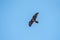 Close up view of large hawk in Nepal