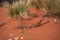 Close-up view of a large Sand Goana Varanus gouldii, a species of large Australian monitor lizard, also known as Sand Monitor