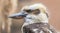 Close-up view of a Laughing kookaburra