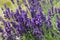 Close up view of lavender bunches