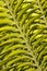 Close Up View Of Leaf On Cycad Plant