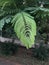 Close-up view of leaves of a fern plant