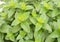 Close-up view on leaves of lemon balm. Freshness