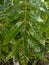 close-up view of the leaves of the mahogany tree on the branches with a glossy green color