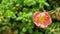 Close-up view of a little bee pollinating on the Japanese roses flowers