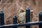 Close up View of a Little Bird Sitting on Central Park Railings