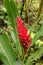 Close-up view of long blooming tropical plant flower. Deep red flower Red ginger wild growing in rainforest. Alpinia purpurata.