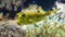 Close-up view of a Longhorn cowfish