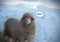 Close up view of a looking sheep in winter day. Looking cool sheep with pink glasses