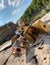 Close up view of love padlocks on Pons Fabricius bridge at Tiber Island in Rome