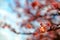 Close up view of lovely pink Sakura flowers  cherry blossoms  with a blurred background of blossoming boughs under golden sunny