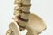 Close-up view of lumbar vertebra model