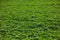A close-up view of lush green forage crops thriving in fertile soil.